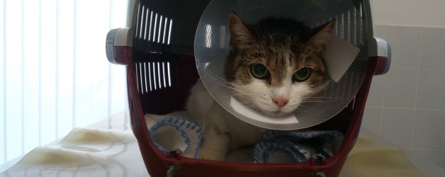 Plastická chirurgie u kočky, fibrosarkom
